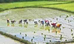 MALDA: Farmers take to premium rice cultivation amid rising demand