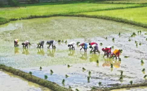 MALDA: Farmers take to premium rice cultivation amid rising demand MALDA: Farmers take to premium rice cultivation amid rising demand