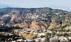 A Tale of Roots, Its Ruin & Renewal