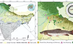 Global team decodes mitochondrial genome of Himalayan Dark Mahseer