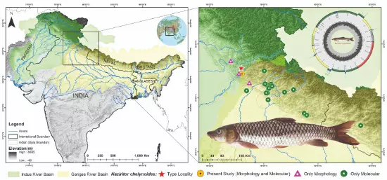 Global team decodes mitochondrial genome of Himalayan Dark Mahseer