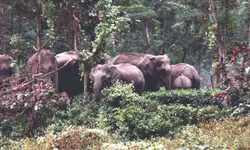 Elephant electrocuted, man detained for installing illegal electric fence