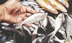 Despite political strains, Hilsa rekindles palates without any pocket pinch Despite political strains, Hilsa rekindles palates without any pocket pinch