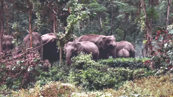 Elephant electrocuted, man detained for installing illegal electric fence Elephant electrocuted, man detained for installing illegal electric fence