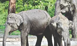 Buxa & Jaldapara jungle safaris to reopen from September 16