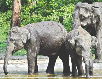 Buxa & Jaldapara jungle safaris to reopen from September 16 Buxa & Jaldapara jungle safaris to reopen from September 16