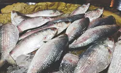 B’desh to export 1200 MT of Hilsa to Bengal ahead of festive season