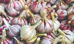 Boosting production: State pilots ginger, garlic cultivation in schools
