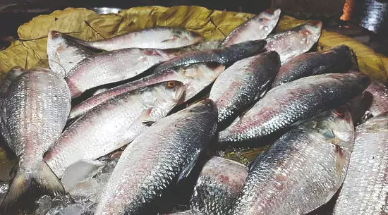 B’desh to export 1200 MT of Hilsa to Bengal ahead of festive season B’desh to export 1200 MT of Hilsa to Bengal ahead of festive season