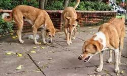 MCD to set up feeding point for stray dogs in every ward MCD to set up feeding point for stray dogs in every ward