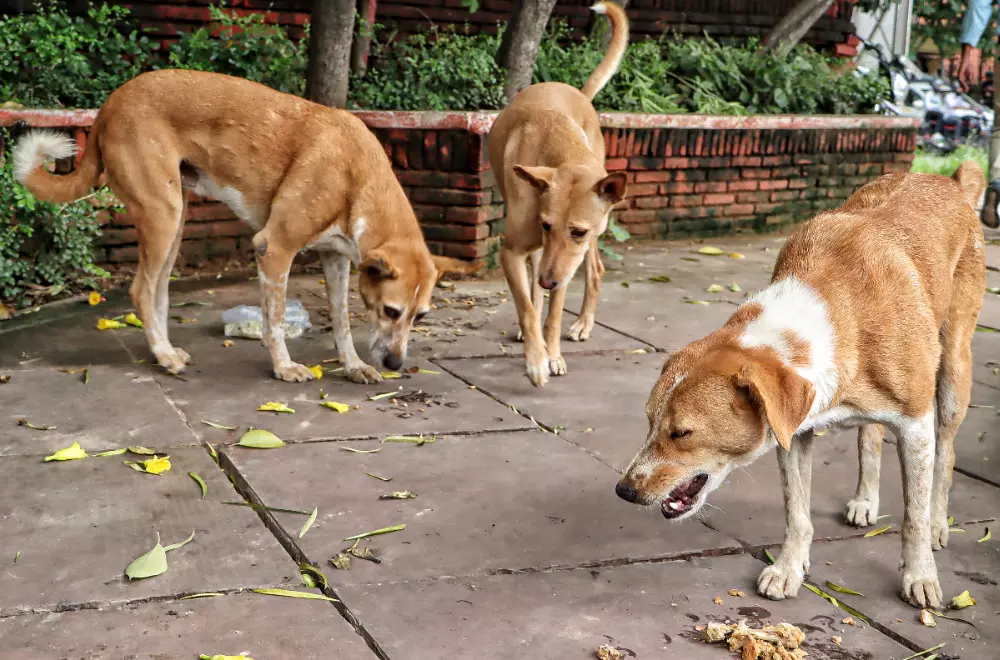 MCD to set up feeding point for stray dogs in every ward