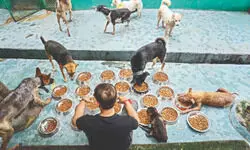 Microchips, major doubts: Experts question Delhi’s dog-tracking plan