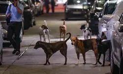 67 dog bite cases reported in one day from Kalyan and Dombivli towns in Thane