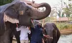 Vantara in strict compliance with laws; do not tarnish it: SC after opening SIT report