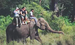 Online booking for elephant safaris to resumes from today
