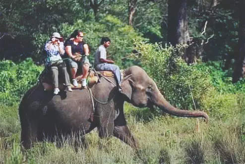 Online booking for elephant safaris to resumes from today