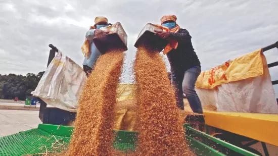 Govt sets wheat output target at 119 million tonnes for 2025-26