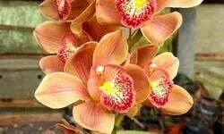 Boat orchids set to sail hill economy