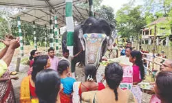 Elephants of Forest dept honoured on Vishwakarma Puja at Gorumara Elephants of Forest dept honoured on Vishwakarma Puja at Gorumara