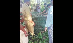 Leopard attack claims life of 12-year-old in Nagrakata Leopard attack claims life of 12-year-old in Nagrakata