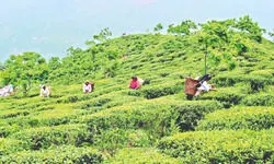 North Bengal tea gardens disburse 20% bonus ahead of festive season North Bengal tea gardens disburse 20% bonus ahead of festive season