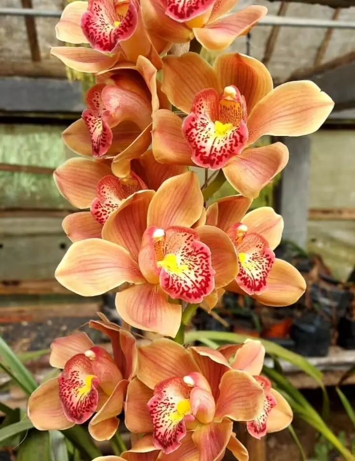 Boat orchids set to sail hill economy