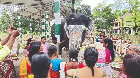 Elephants of Forest dept honoured on Vishwakarma Puja at Gorumara