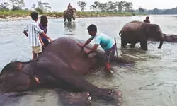 Elephant bathing back in Dhupjhora with restrictions Elephant bathing back in Dhupjhora with restrictions