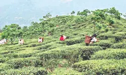 GTA to provide financial relief to workers of 4 shut tea gardens