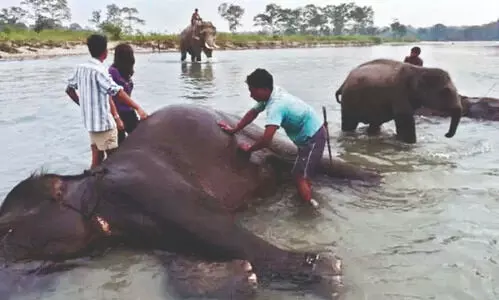 Elephant bathing back in Dhupjhora with restrictions