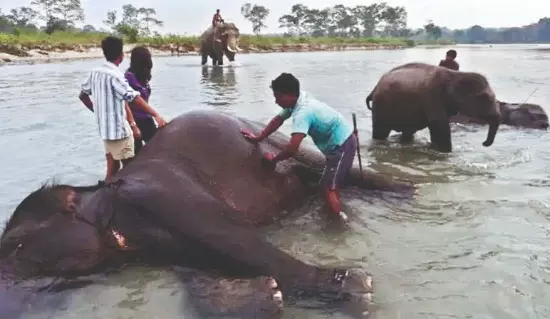 Elephant bathing back in Dhupjhora with restrictions