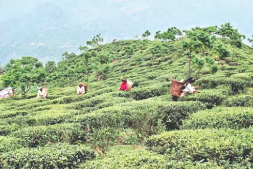 GTA to provide financial relief to workers of 4 shut tea gardens