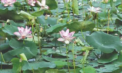 Traders stock lakhs of lotuses in cold storage to meet Puja requirements & stabilise prices Traders stock lakhs of lotuses in cold storage to meet Puja requirements & stabilise prices