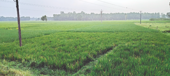 Record success as South Dinajpur farmers exceed Aman paddy target Record success as South Dinajpur farmers exceed Aman paddy target