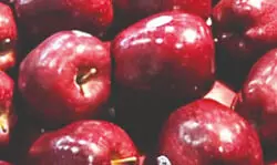 Himachal records a higher apple arrival in markets