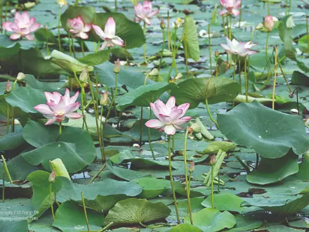 Traders stock lakhs of lotuses in cold storage to meet Puja requirements & stabilise prices Traders stock lakhs of lotuses in cold storage to meet Puja requirements & stabilise prices