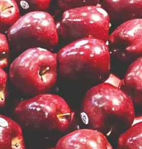 Himachal records a higher apple arrival in markets Himachal records a higher apple arrival in markets