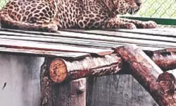 Leopard shelter at Khayerbari nears capacity, set for upgrade Leopard shelter at Khayerbari nears capacity, set for upgrade