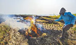 Punjab stubble   fires raise Delhi   smog alarm