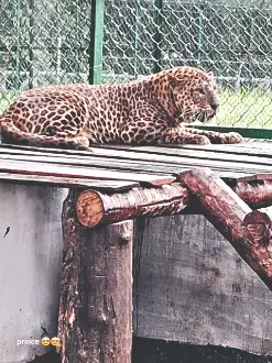 Leopard shelter at Khayerbari nears capacity, set for upgrade Leopard shelter at Khayerbari nears capacity, set for upgrade