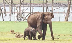 No leave for forest personnel in elephant zones amid Puja vigil No leave for forest personnel in elephant zones amid Puja vigil