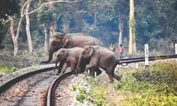 Elephant run over by passenger train near Mongpong; no FIR due to legal constraints Elephant run over by passenger train near Mongpong; no FIR due to legal constraints