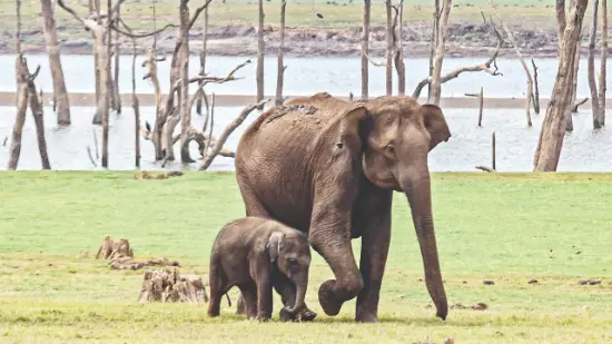 No leave for forest personnel in elephant zones amid Puja vigil