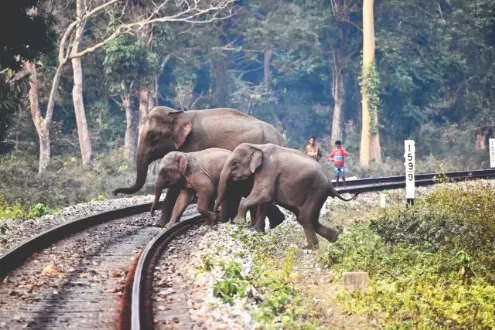 Elephant run over by passenger train near Mongpong; no FIR due to legal constraints