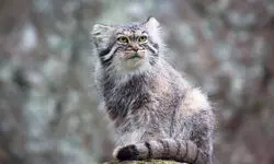 Rewilding Through a Child’s Eyes