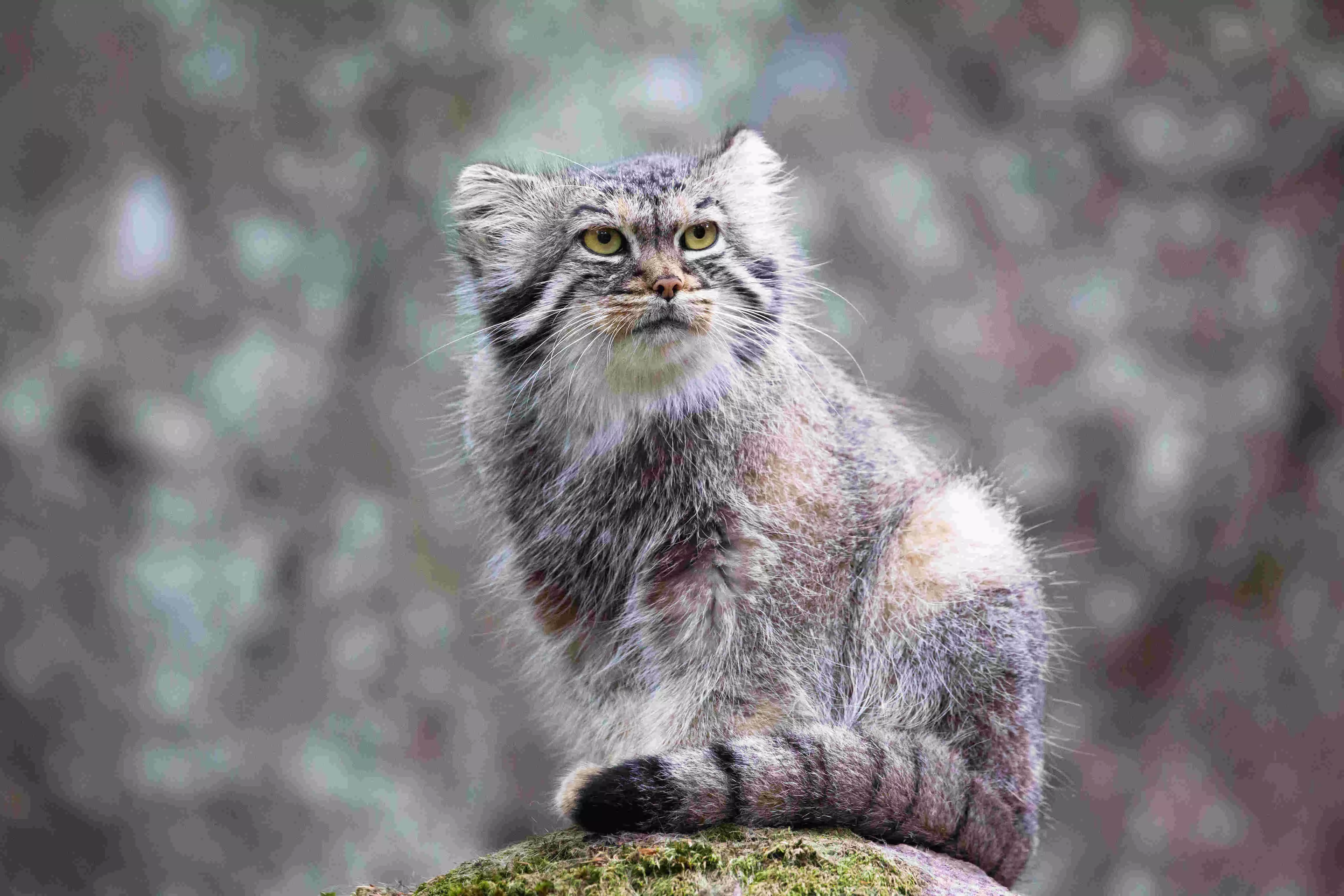 Rewilding Through a Child’s Eyes