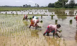 Farmers have lost faith in AAP govt, want flood-related compensation: Union minister