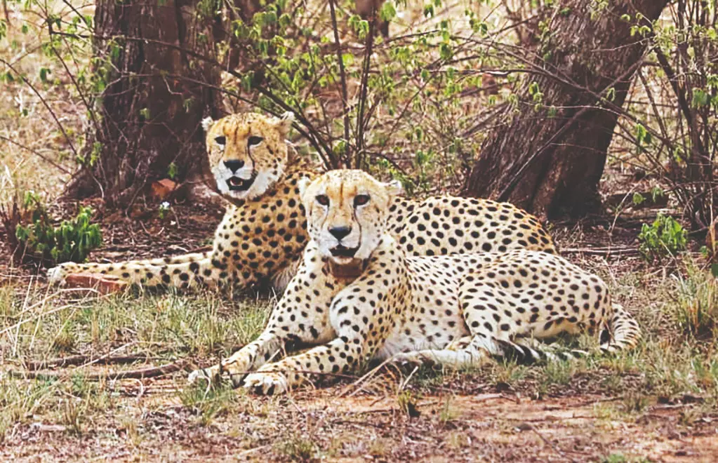 Mukhi, India’s first surviving cheetah cub, reaches adulthood