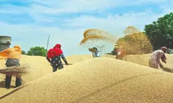 Centre raises wheat MSP to   Rs 2,585/quintal for 2026-27