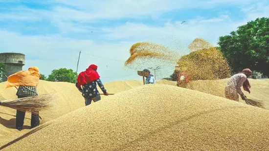 Centre raises wheat MSP to   Rs 2,585/quintal for 2026-27